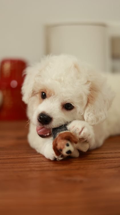 White puppy chewing a plush toy on a wooden floor
