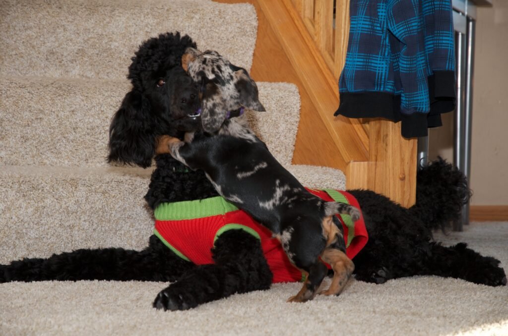Puppy playfully wrestling with an adult dog indoors during early socialization
