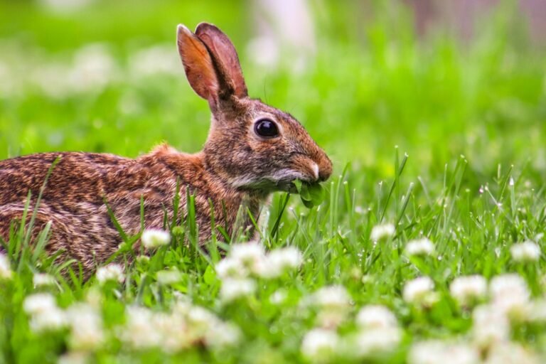 Wild rabbit eating leafy greens in a grass meadow with white flowers