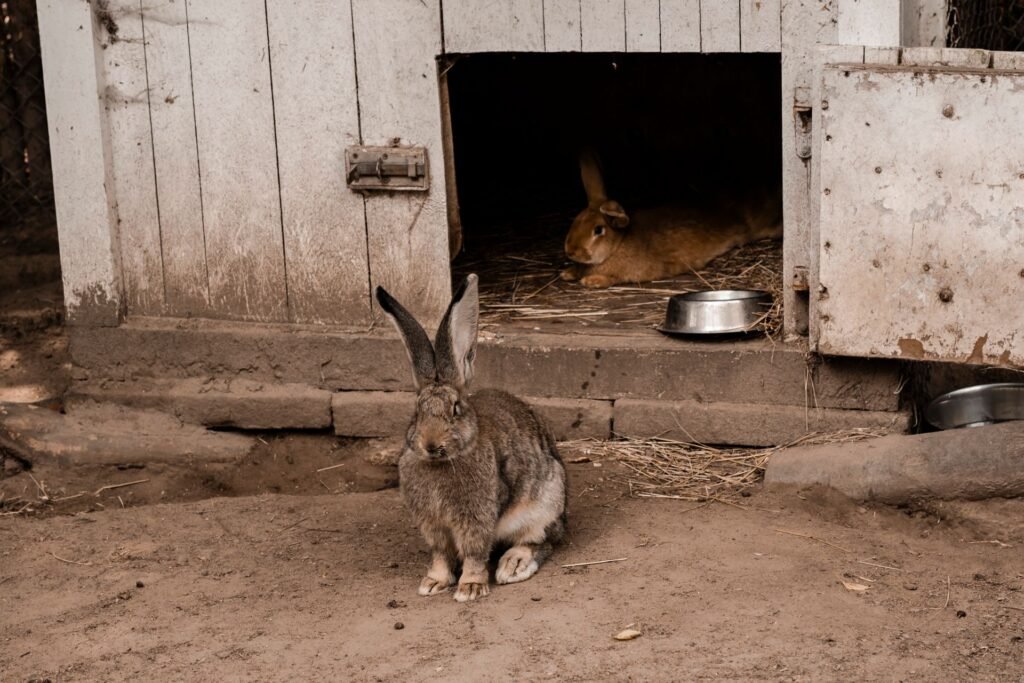 Two rabbits in an outdoor hutch set up for winter