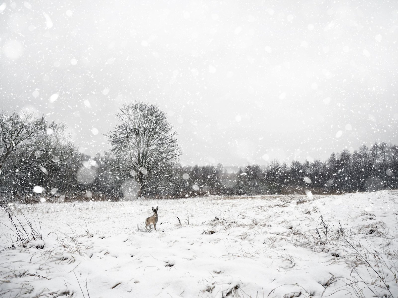 Do Rabbits Hibernate? No — Winter Survival Guide