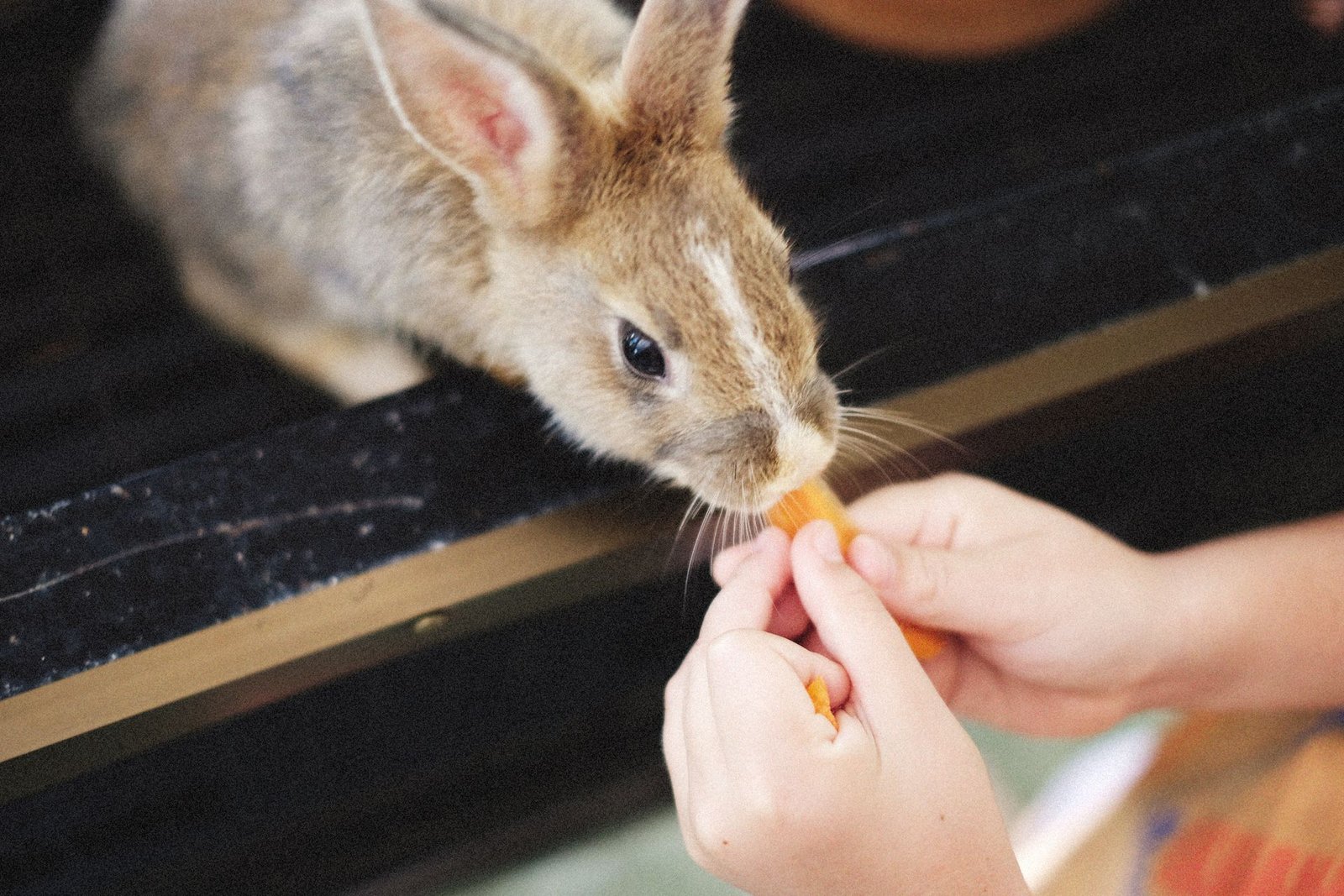 Do Rabbits Eat Carrots? Yes, But Only This Much