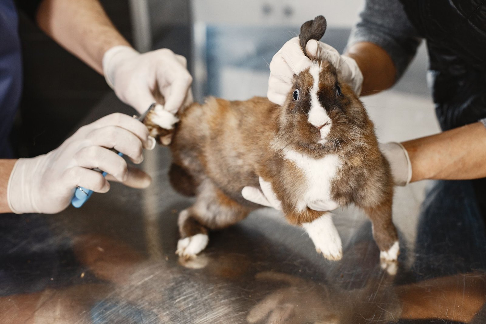 Rabbit Savvy Veterinarian: How to Find the Right One