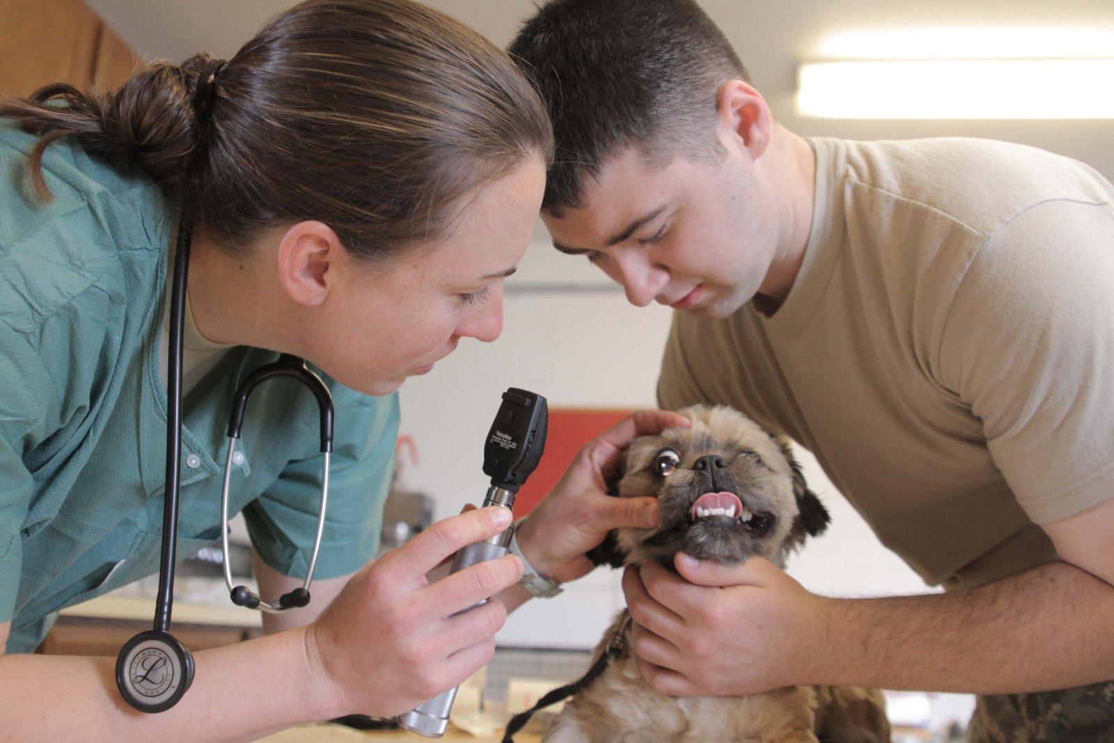 Veterinarian examining a small dog before spay or neuter surgery