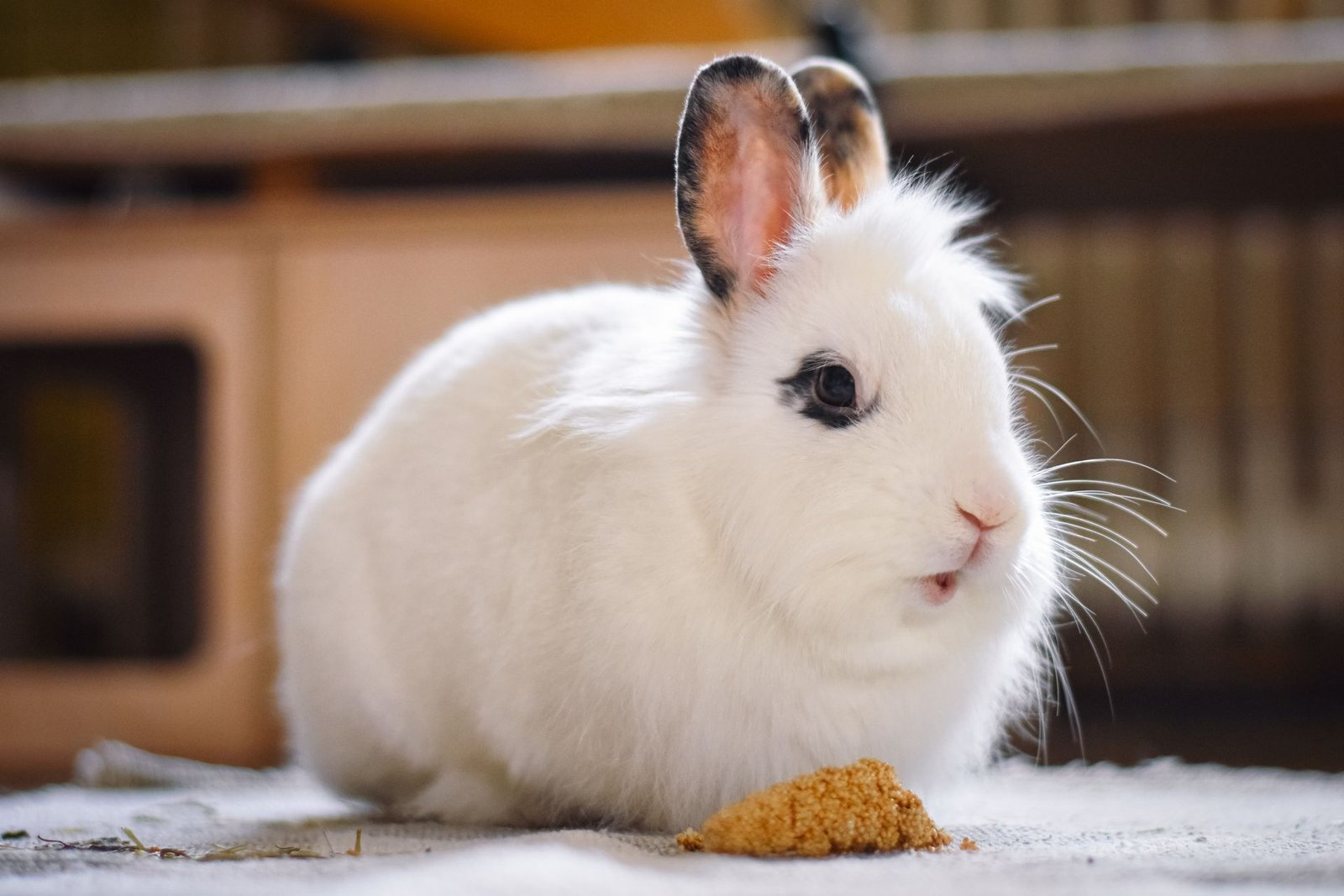 Close-up of a white rabbit eating