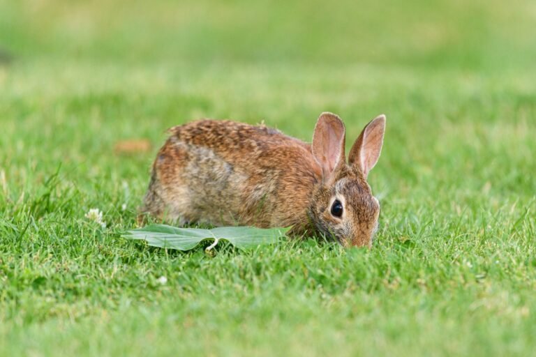 Wild rabbit grazing on grass