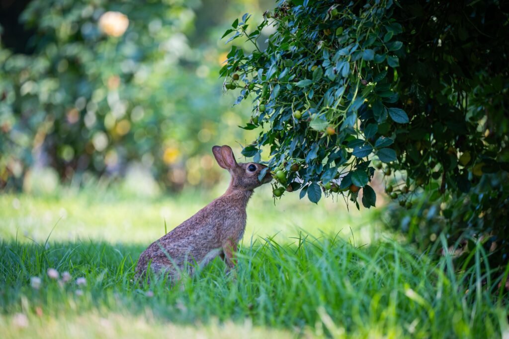 Wild rabbit nibbling leaves in a green summer garden